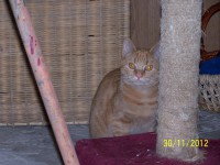 /album/algunos-de-nuestros-gatos-para-apadrinar/pelusin-100-5520-30-11-12-jpg/